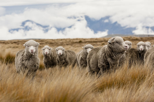 Merino sheep on hih country tussock